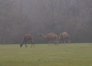 Kamele im Nebel
